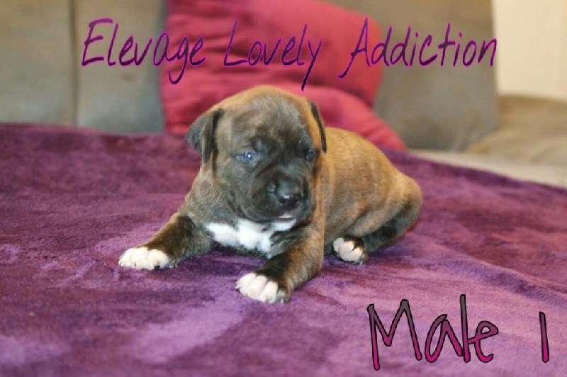 Lovely Addiction - American Staffordshire Terrier - Portée née le 14/04/2016